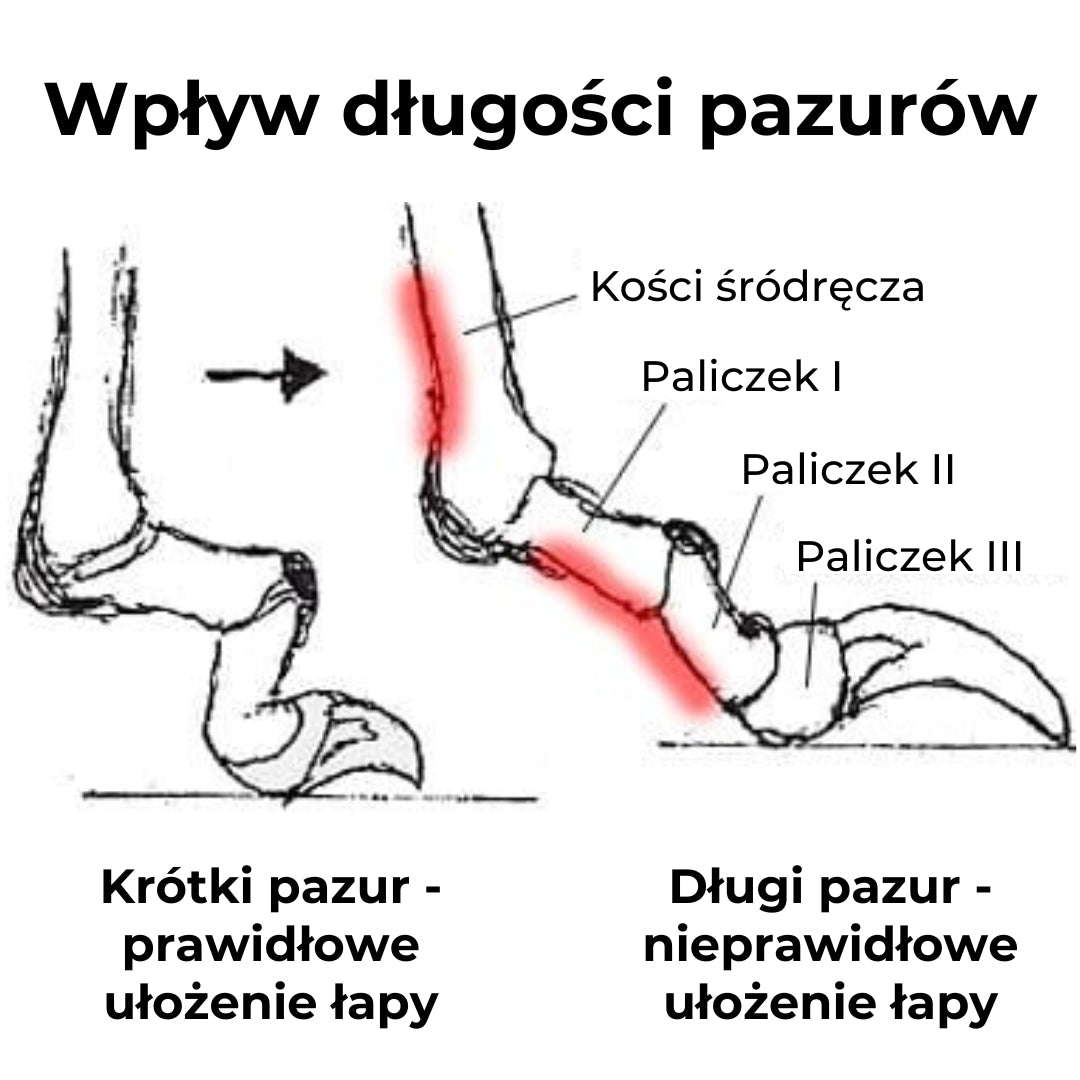 Elektryczny trymer do pazurów dla zwierząt PawTrim